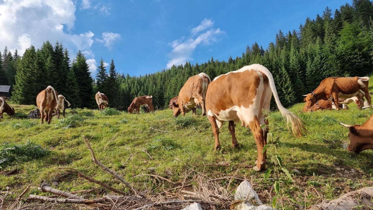 Mountain Eco Chalet Konjska Dolina On 1400 M Asl -Near Pokljuka 스레드냐 바스 보히뉴 외부 사진
